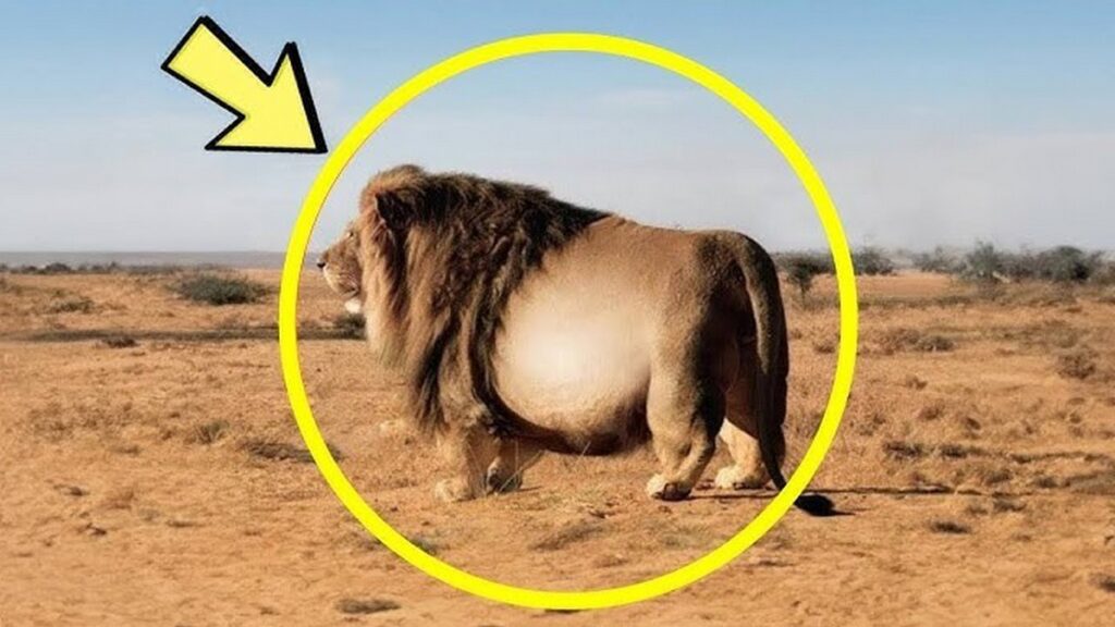 この巨大なライオンのエコー検査に、獣医たちは言葉を失った