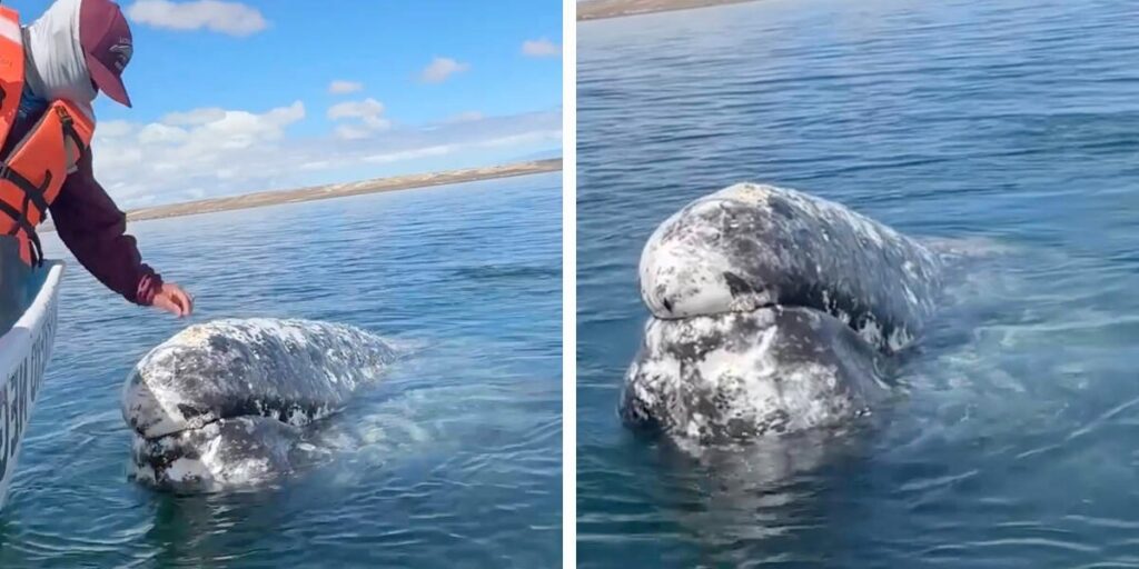船長が目を疑った瞬間：クジラが助けを求めて近づいてきた